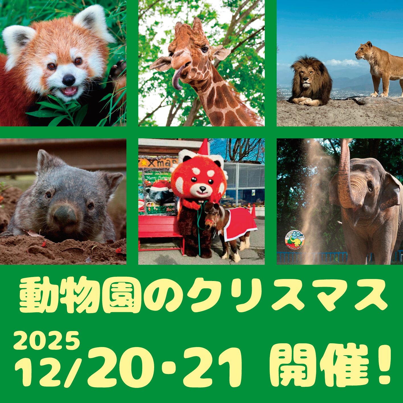 茶臼山動物園のクリスマスイベント 2025　12/20・21開催！