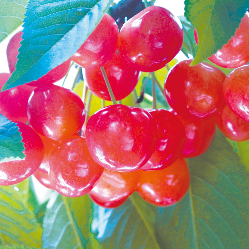 【旬の味覚体験】JA中野市でさくらんぼ狩りに行こう🍒